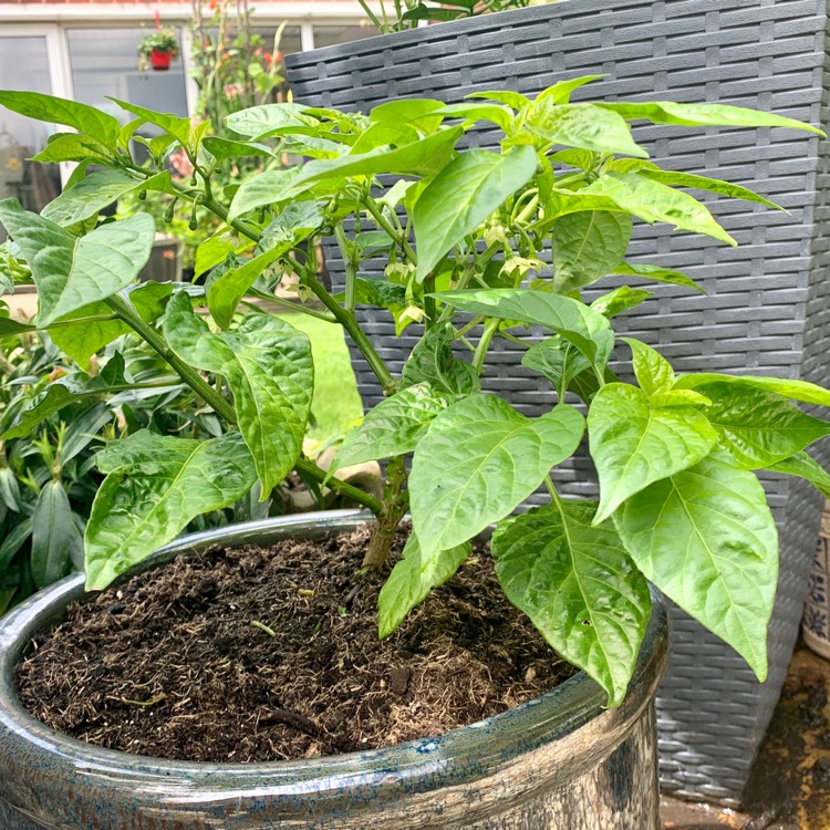 Plant image Capsicum chinense 'Chocolate Habanero'