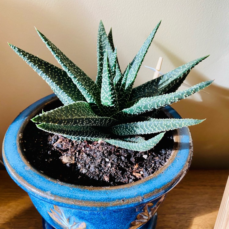 Plant image Haworthia Royal Highness