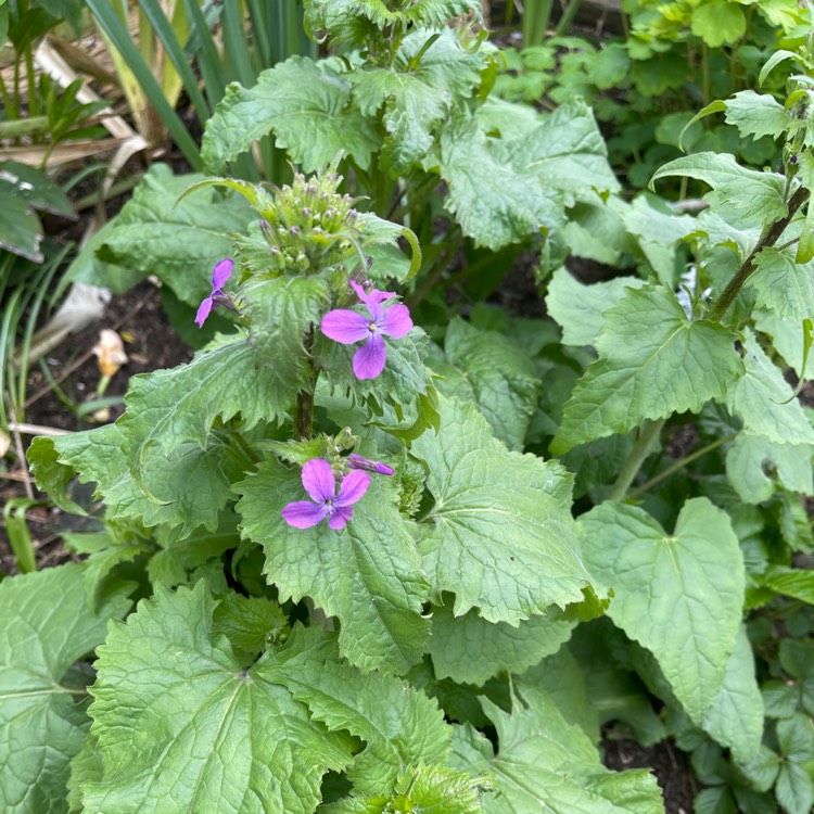 Plant image Lamium