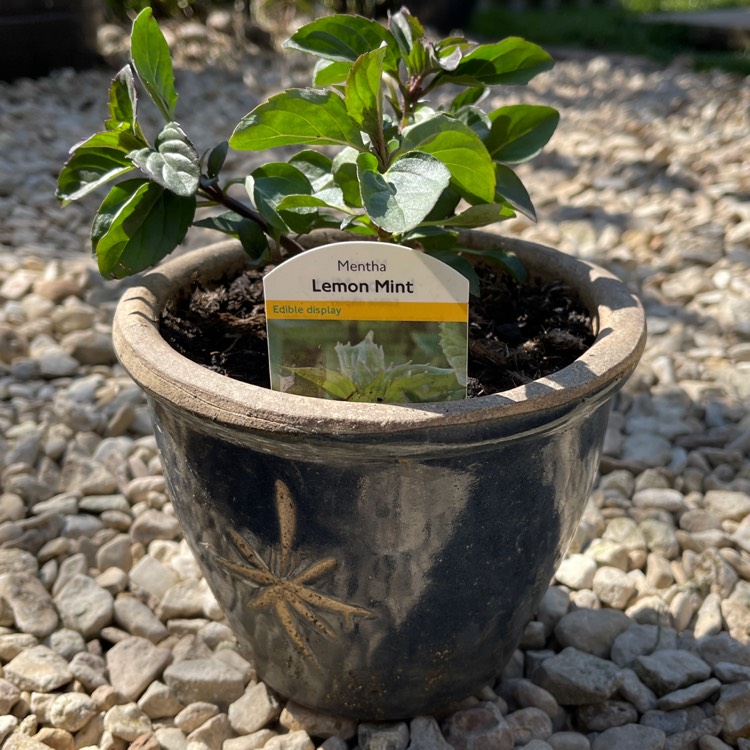 Plant image Mentha x piperita f. citrata 'Lemon'