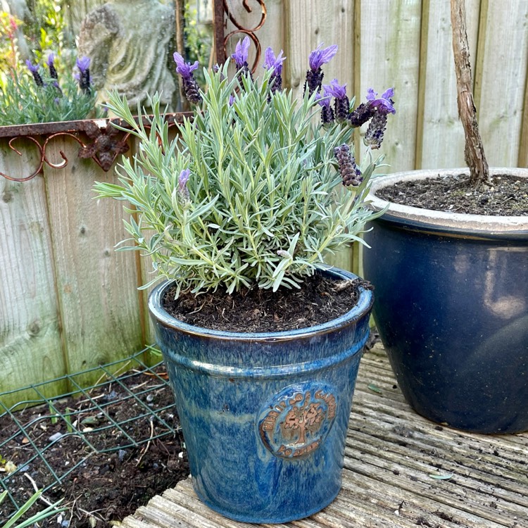 Plant image Lavandula stoechas 'Anouk' (Anouk Series)