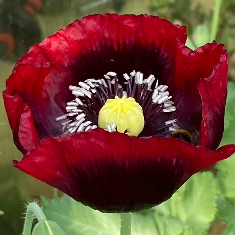 Plant image Papaver somniferum 'Drama Queen'