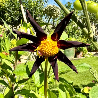 Dahlia ‘Honka Black'