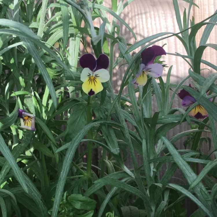 Plant image Viola tricolor 'Heartsease Yellow'