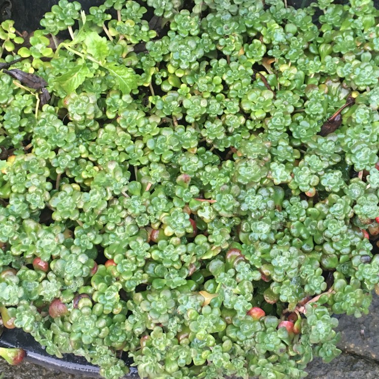 Plant image Sedum oreganum tenue 'Procumbens'