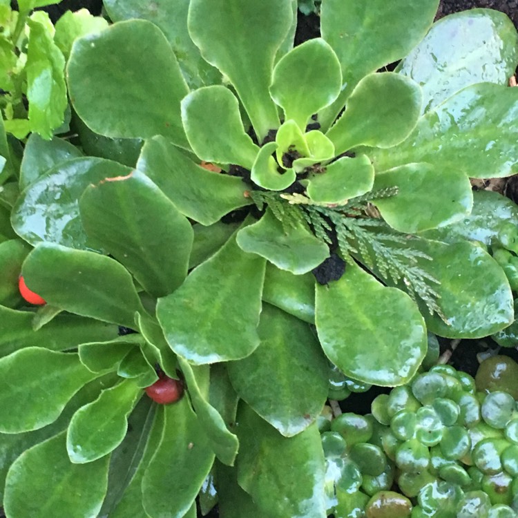 Plant image Lewisia Cotyledon 'Beckneri'