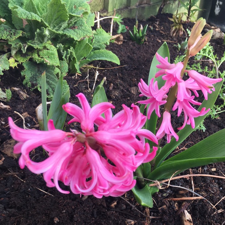 Plant image Hyacinthus orientalis 'Pink Festival'