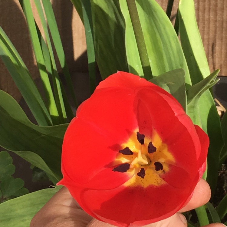 Plant image Tulipa undulatifolia syn. Tulipa eichleri