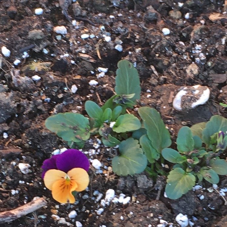 Plant image Viola x wittrockiana 'Jolly Joker'