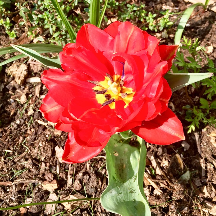 Plant image Tulipa (Rembrandt Group)