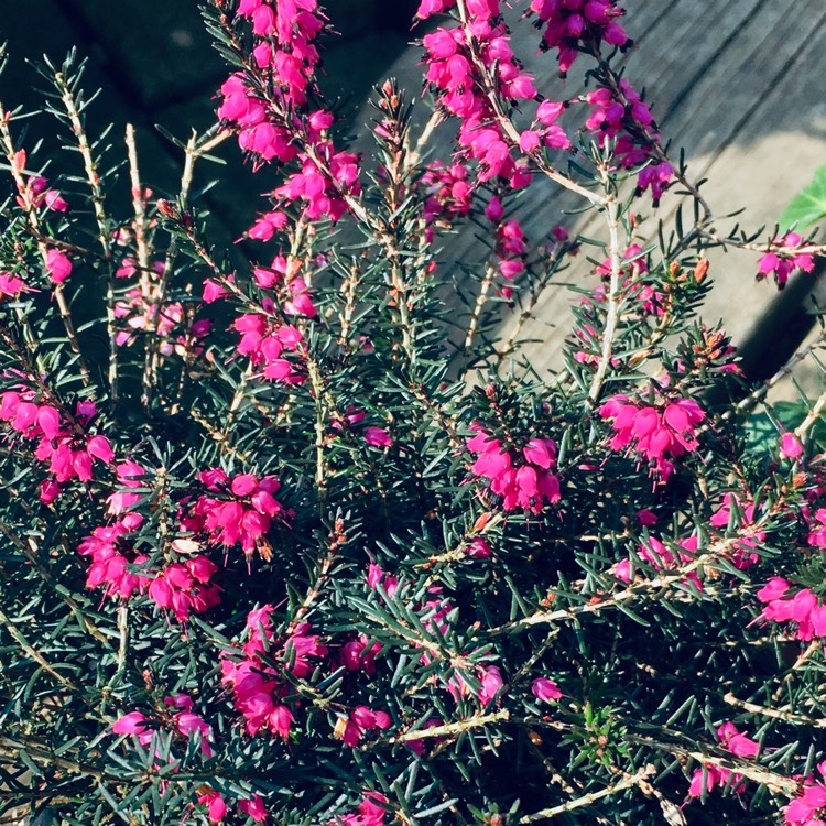 Plant image Erica carnea 'Mediterranean Pink'