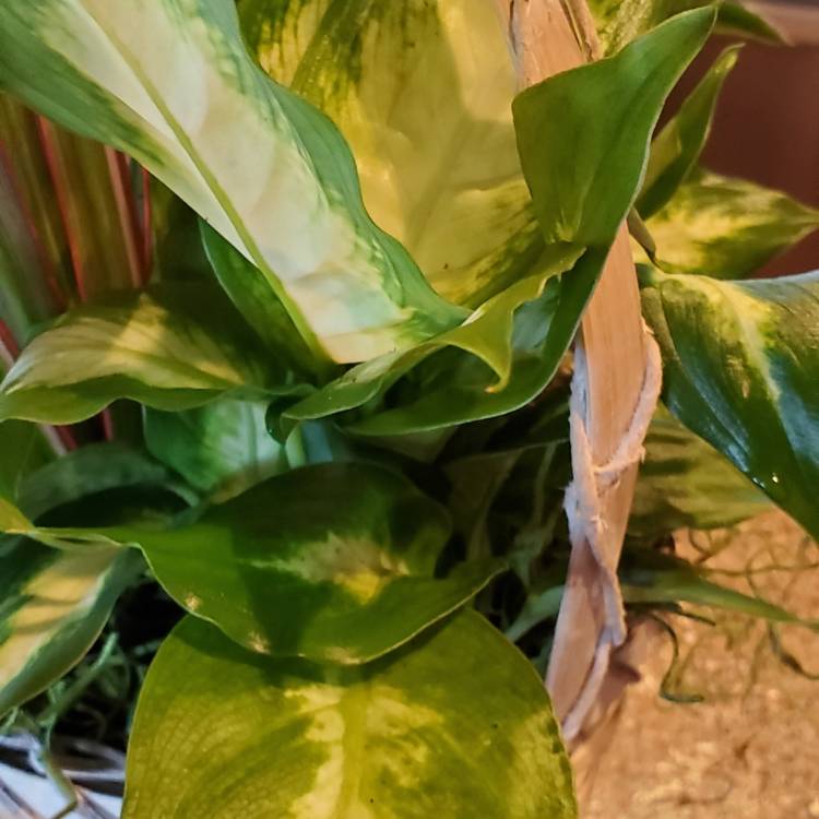 Plant image Dieffenbachia 'Camille'