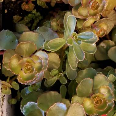 Sedum Spurium 'Solarity'