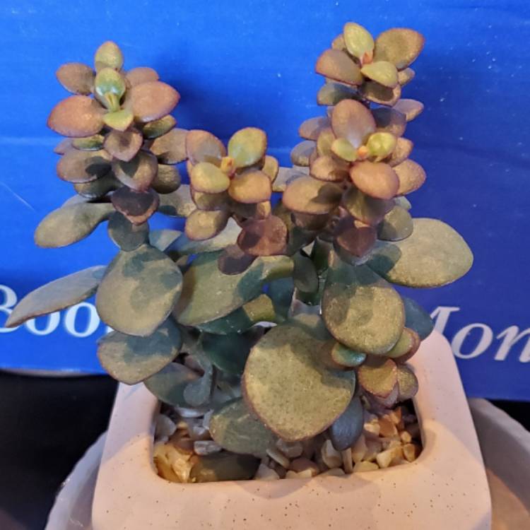 Plant image Crassula Ovata