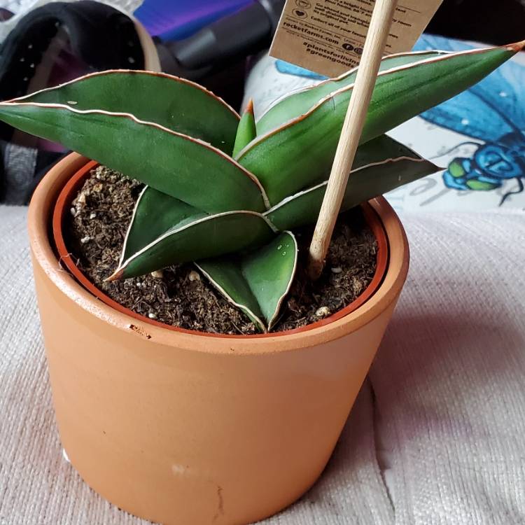 Plant image Sansevieria ehrenbergii 'Samurai Dwarf'