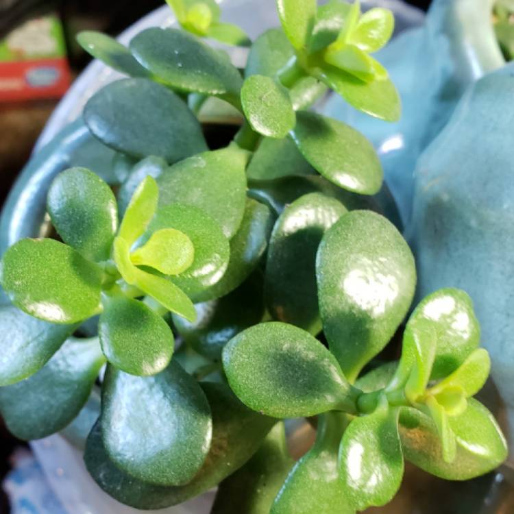 Plant image Crassula Ovata