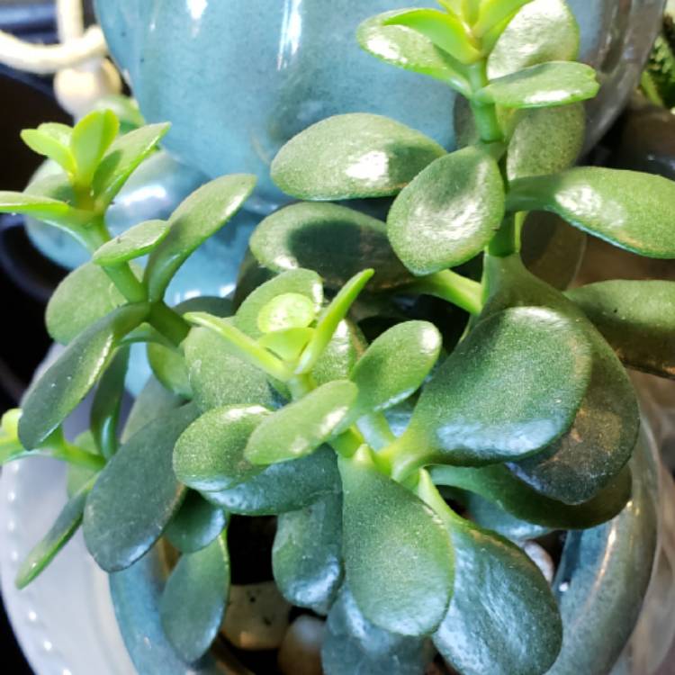 Plant image Crassula Ovata