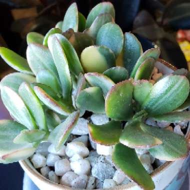 Crassula ovata 'Tricolor'