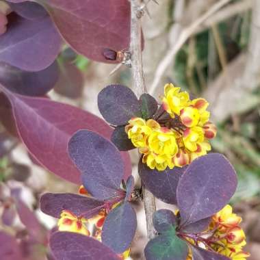 Berberis thunbergiif. atropurpurea'Concorde'