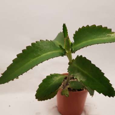 Kalanchoe daigremontiana syn. Bryophyllum daigremontianum