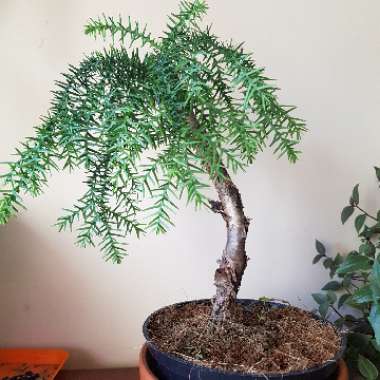 Araucaria cunninghamii