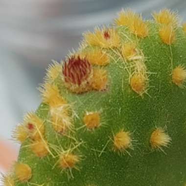 Opuntia microdasys