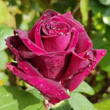 Rosa 'Tankalcig' syn. Rosa 'Black Magic'