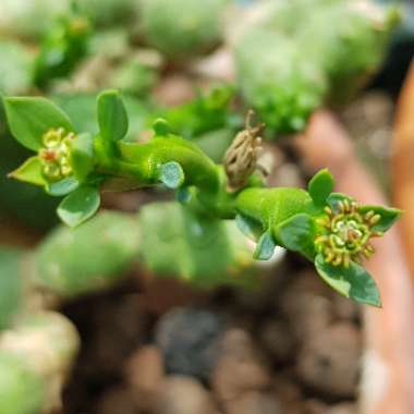 Euphorbia globosa