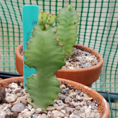 Euphorbia grandicornis