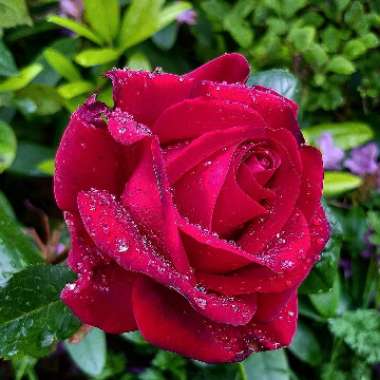 Rosa 'Meidebenne' syn. Rosa 'Black Baccara'