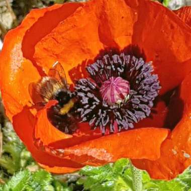 Papaver