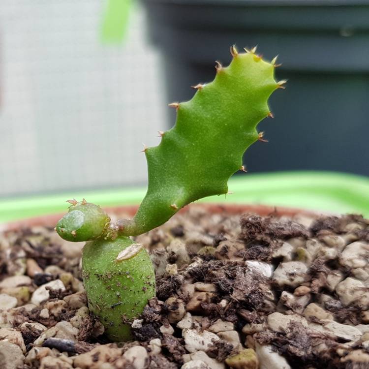 Plant image Euphorbia stellata