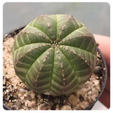 Euphorbia Obesa