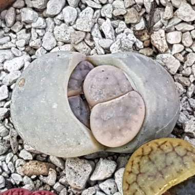 Lithops