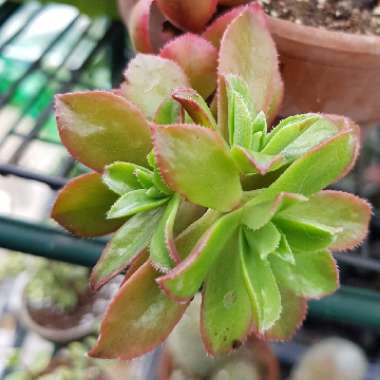 Aeonium Decorum