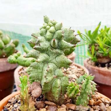 Euphorbia horrida 'Toxic Milkshake'