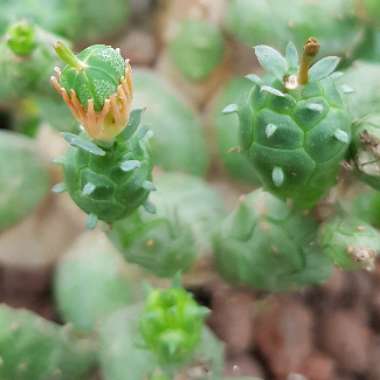 Euphorbia globosa