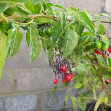 Solanum dulcamara