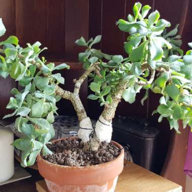 Crassula arborescens subsp. 'Undulatifolia'