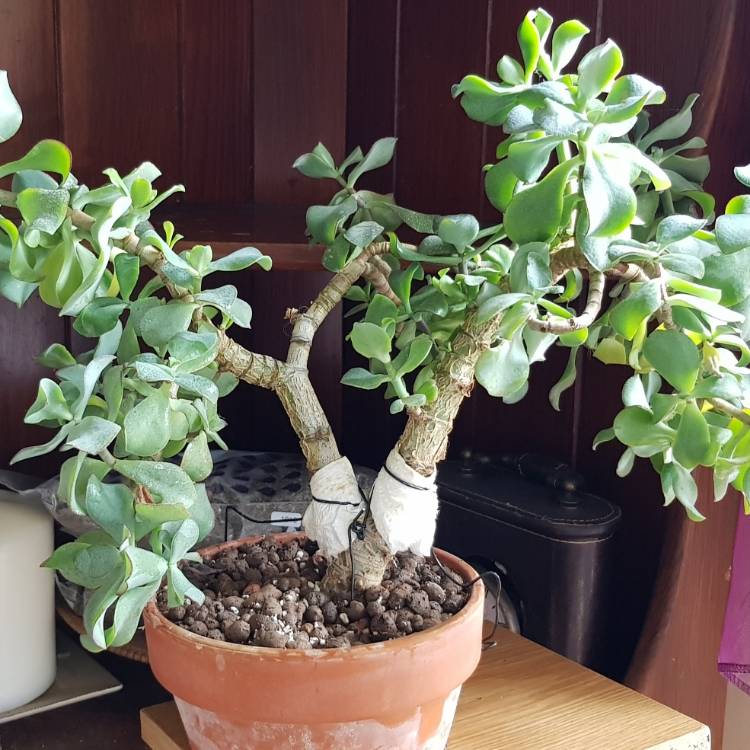 Crassula arborescens subsp. 'Undulatifolia', Crassula Ripple Jade ...