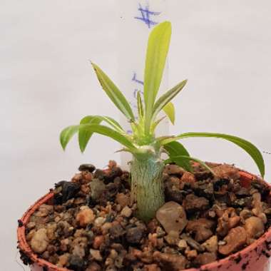 Pachypodium Horombense