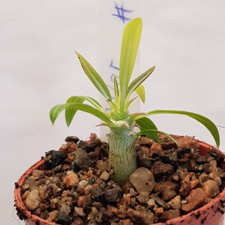 Plant image Pachypodium Horombense