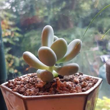 Pachyphytum