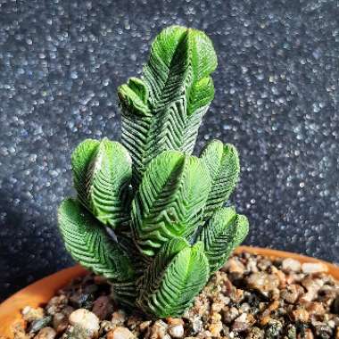 Crassula quadrangularis syn. Crassula pyramidalis