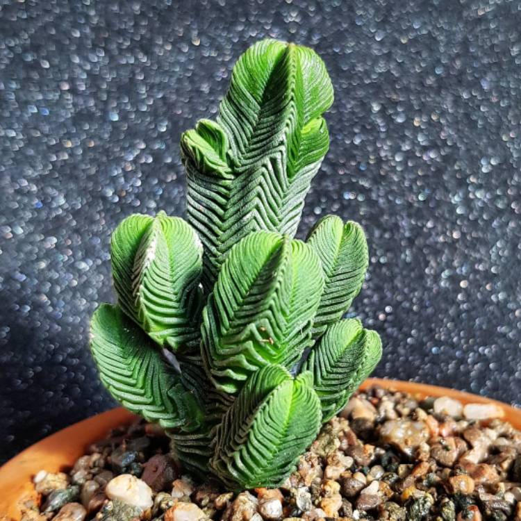 Plant image Crassula quadrangularis syn. Crassula pyramidalis