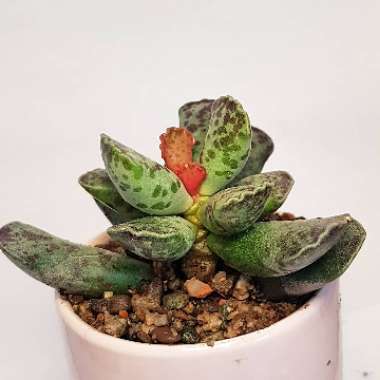 Adromischus cooperi