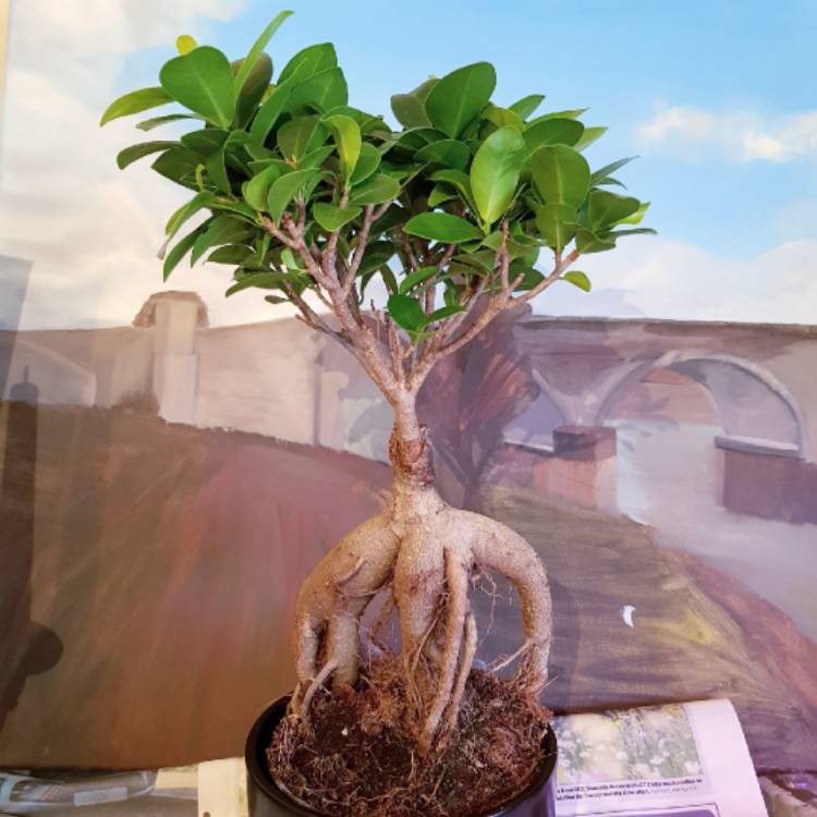 Plant image Ficus retusa (Bonsai)