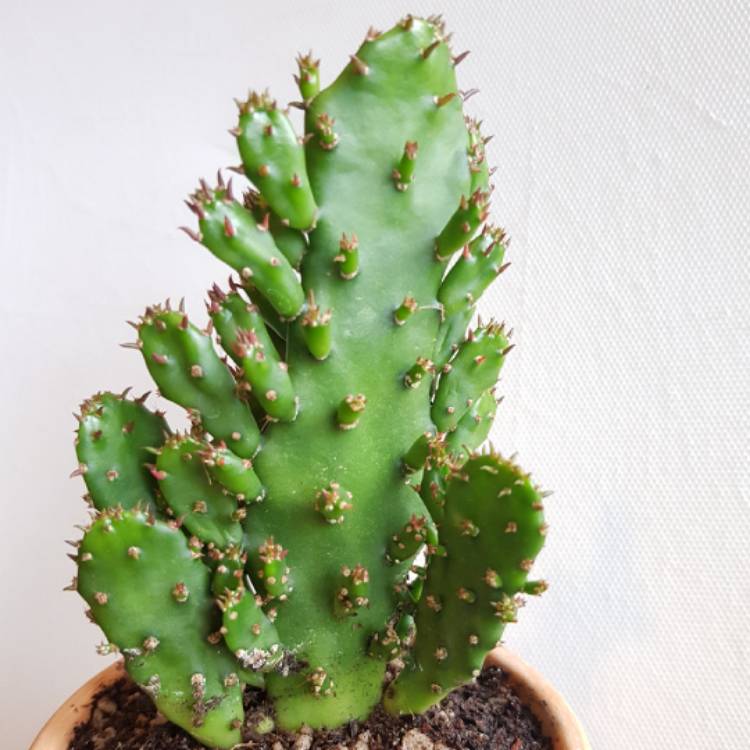 Plant image Opuntia monacantha