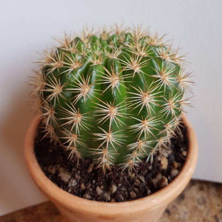 Plant image Echinopsis formosa subsp. bruchii syn. Echinopsis bruchii