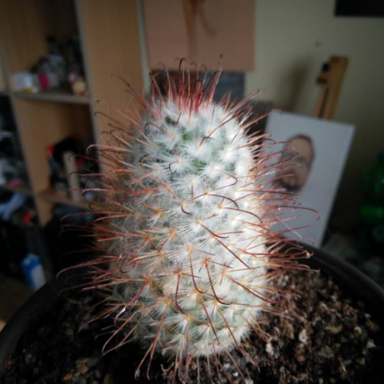 Plant image Mammillaria bombycina